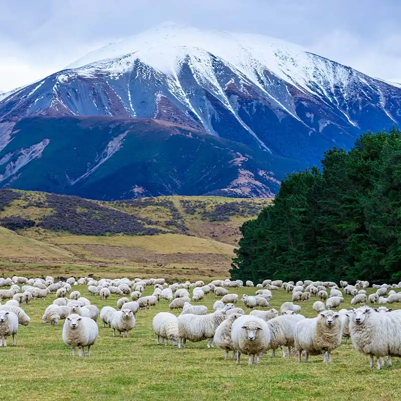 ทัวร์นิวซีแลนด์